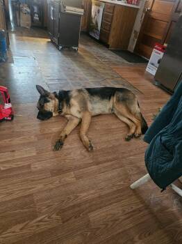 German Shepherd Dog Dogs Available for Adoption in Peru, New York - Ben **COURTESY LISTING** | PetCurious
