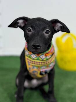 Marty-One of our Amazing Rescue Dogs -  Labrador Retriever and Mixed Breed Dog for Adoption in Carlsbad, California - Marty-One Of Our Amazing Rescue Dogs | PetCurious