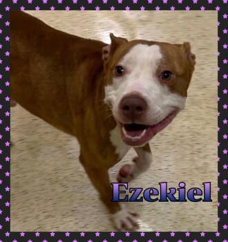 Ezekiel -  Terrier Dog for Adoption in Muncie, Indiana - Ezekiel | PetCurious