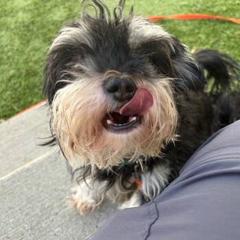 Leonard -  Shih Tzu and Mixed Breed Dog Available for Adoption in Bedford, New Hampshire - Leonard | PetCurious