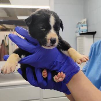 Australian Cattle Dog Blue Heeler Dogs Available for Adoption - Dasher | PetCurious