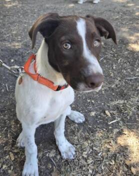 Xena -  German Shorthaired Pointer Dog for Adoption in Salinas, California - Xena | PetCurious