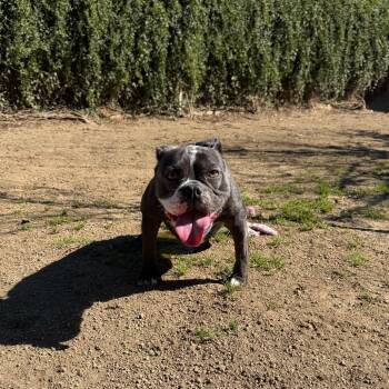 French Bulldog and Boston Terrier Dogs Available for Adoption - Arya | PetCurious