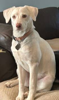 Peaches -  Labrador Retriever Dog for Adoption in Aurora, Illinois - Peaches | PetCurious