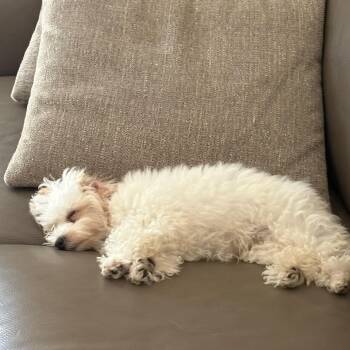 Tootsie -  Maltese and Poodle Dog for Adoption in Minneapolis, Minnesota - Tootsie | PetCurious