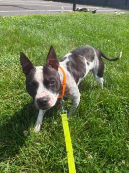 Gristle -  Mixed Breed Dog for Adoption in Lowell, Massachusetts - Gristle | PetCurious