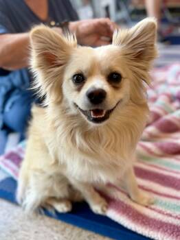 Pomeranian Dogs Available for Adoption in Phoenix, Arizona - Carlos | PetCurious