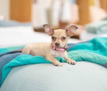 Chihuahua and Mixed Breed Dogs Available for Adoption in Los Angeles, California - Daphne | PetCurious