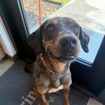 Dale -  Catahoula Leopard Dog Dog for Adoption in Sand Springs, Oklahoma - Dale | PetCurious
