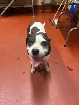 Mazda -  Mixed Breed Dog Available for Adoption in Douglasville, Georgia - Mazda | PetCurious