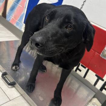 Anakin -  Labrador Retriever Dog for Adoption in Lufkin, Texas - Anakin | PetCurious