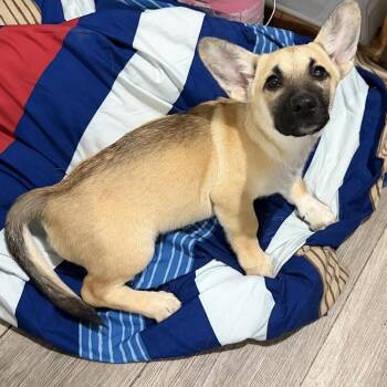 Annette -  German Shepherd Dog and Mixed Breed Dog for Adoption in Wappingers Falls, New York - Annette | PetCurious