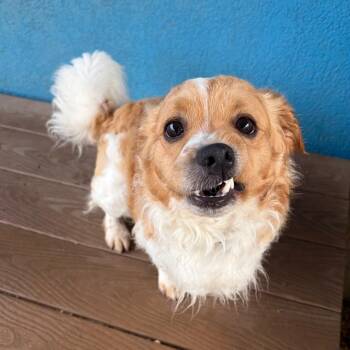 Mixed Breed Dogs Available for Adoption - Pinto | PetCurious