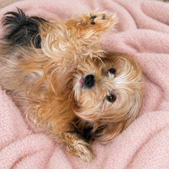 Mixed Breed Dogs Available for Adoption - Dani *Adoption Pending* | PetCurious