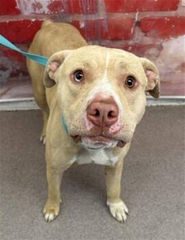 Pit Bull Terrier Dogs Available for Adoption in San Bernardino, California - CLAIRE | PetCurious