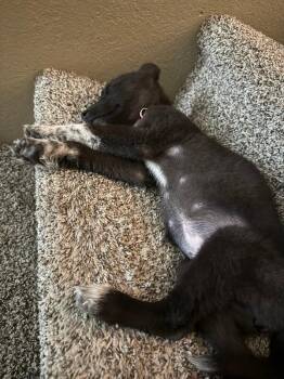 Iris -  Australian Shepherd and Mixed Breed Dog for Adoption in Fort Collins, Colorado - Iris | PetCurious