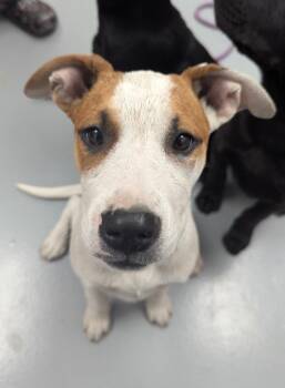 Terrier Dogs Available for Adoption in Hartsville, South Carolina - Greta (Gx3) | PetCurious