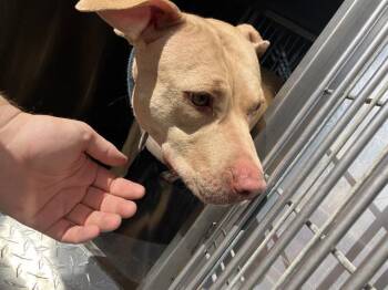 MARLEY -  Mixed Breed Dog for Adoption in Dallas, Texas - MARLEY | PetCurious
