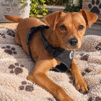 Scooby -  Terrier and Chihuahua Dog for Adoption in Sacramento, California - Scooby | PetCurious