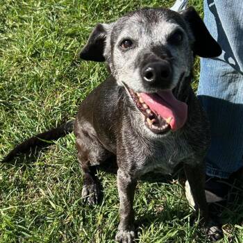 Miss Mae -  Dachshund Dog for Adoption in Traverse City, Michigan - Miss Mae | PetCurious