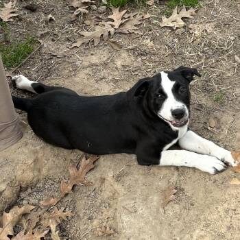 Pit Bull Terrier and Mixed Breed Dogs Available for Adoption -  Eclipse | PetCurious