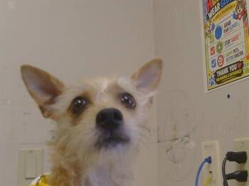 GIDGET -  Cairn Terrier and Mixed Breed Dog for Adoption in Sacramento, California - GIDGET | PetCurious