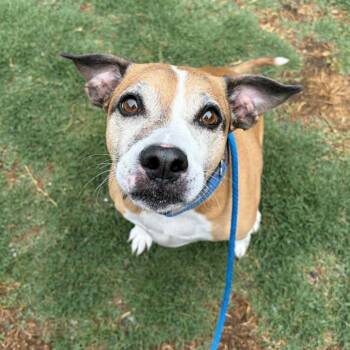 Boxer Dogs Available for Adoption in Concord, North Carolina - Bug | PetCurious
