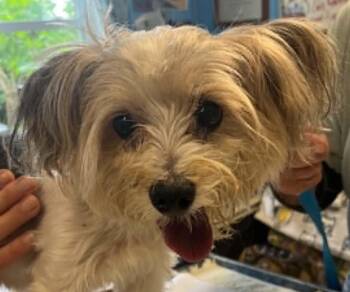 Dayzee Mae -  Yorkshire Terrier Dog for Adoption in Robinson, Illinois - Dayzee Mae | PetCurious