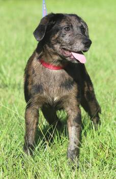 Rescue Hound Dogs for Adoption in North Fort Myers, Florida - Chase | PetCurious