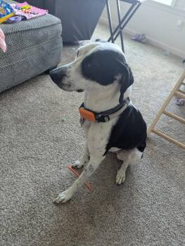 Bedrock Crew : Pearl (Winter) -  Beagle and Mixed Breed Dog for Adoption in Aurora, Indiana - Bedrock Crew : Pearl (Winter) | PetCurious