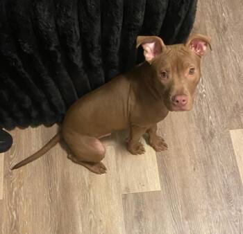 Rescue Pit Bull Terrier Dogs for Adoption in Mendham, New Jersey - Baby Blazey | PetCurious