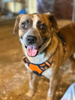 Rescue Mountain Cur Dogs for Adoption in Livonia, Michigan - Jenny | PetCurious