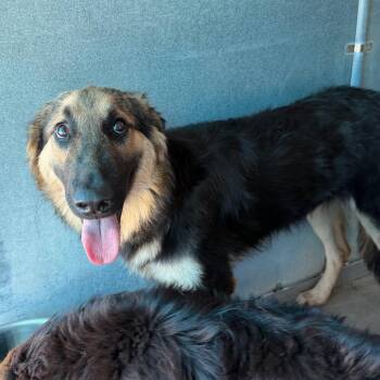 Crawford -  German Shepherd Dog and Mixed Breed Dog for Adoption in Edinburg, Texas - Crawford | PetCurious