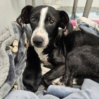 Josephine -  Dachshund and Terrier Dog for Adoption in Kingman, Kansas - Josephine | PetCurious