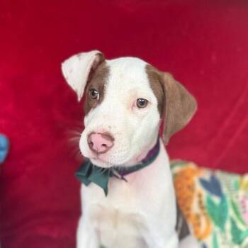 Ruben Tigre -  Pit Bull Terrier and Labrador Retriever Dog for Adoption in Friendswood, Texas - Ruben Tigre | PetCurious