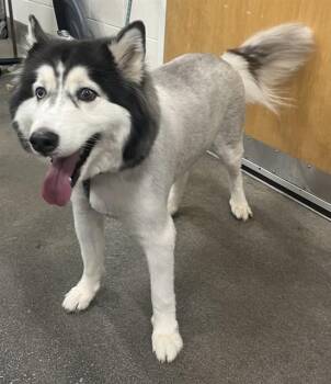 CHASE -  Siberian Husky Dog Available for Adoption - CHASE | PetCurious