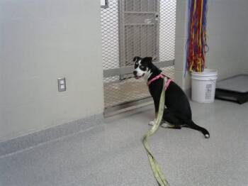 Pit Bull Terrier and Mixed Breed Dogs Available for Adoption in Pasadena, Texas - BELLA | PetCurious