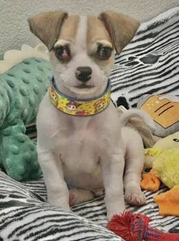 Rescue Chihuahua and Jack Russell Terrier Dogs for Adoption in Newport Beach, California - Walter | PetCurious