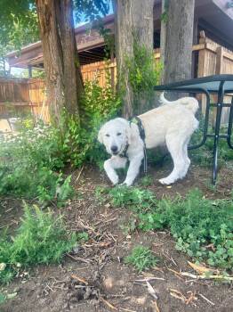 Atlas -  Great Pyrenees and Labrador Retriever Dog for Adoption in Boulder, Colorado - Atlas | PetCurious