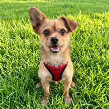 Terrier Dogs Available for Adoption in Las Vegas, Nevada - Ilia | PetCurious