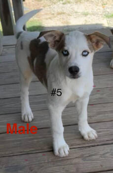 Rescue Mixed Breed Dogs for Adoption in Chattanooga, Tennessee - Mixed Breed Puppy Male #5 | PetCurious