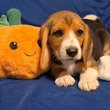Togepi -  Beagle Dog for Adoption in Riverside, California - Togepi | PetCurious