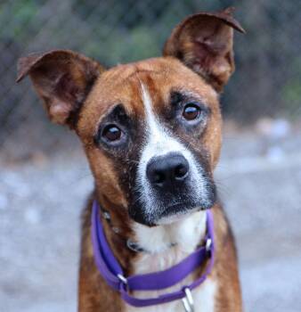 Doughnut (AO37327) -  Terrier Dog for Adoption in Kansas City, Kansas - Doughnut (AO37327) | PetCurious