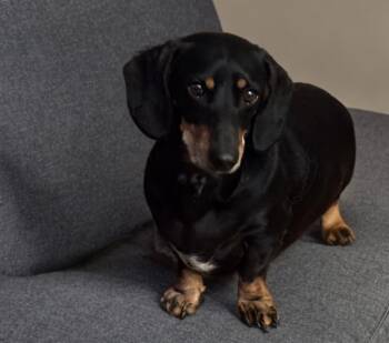 Dachshund Dogs Available for Adoption in San Antonio, Texas - Buddy  | PetCurious