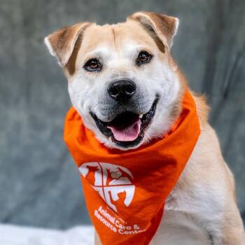 Shiba Inu and Mixed Breed Dogs Available for Adoption in Albuquerque, New Mexico - CHIP | PetCurious