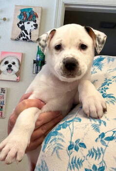 Rescue Cattle Dog and Husky Dogs for Adoption in Mesa, Arizona - Hoya | PetCurious