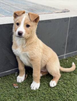 Labrador Retriever and Australian Shepherd Dogs Available for Adoption - Coco | PetCurious