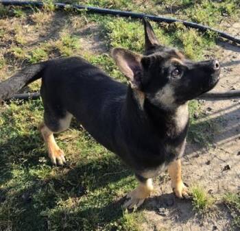 Shepherd and Basset Hound Dogs Available for Adoption in Conway, South Carolina - Toucan | PetCurious