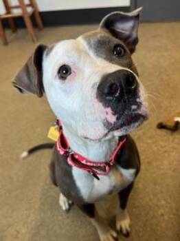 Prof -  Pit Bull Terrier Dog for Adoption in Cleveland, Ohio - Prof | PetCurious
