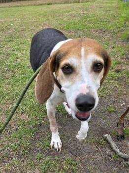 Coonhound and Mixed Breed Dogs Available for Adoption in Conway, South Carolina - Jill | PetCurious